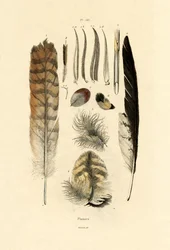 Plumas
